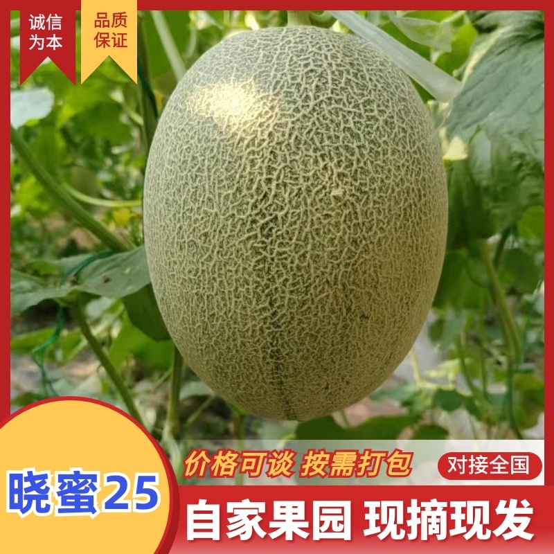 【哈密瓜】海南晓蜜25哈密瓜产地直发品质保障量大从优对接