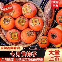 陕西大荔精品脆甜正宗七月黄柿子大量上市产地直供