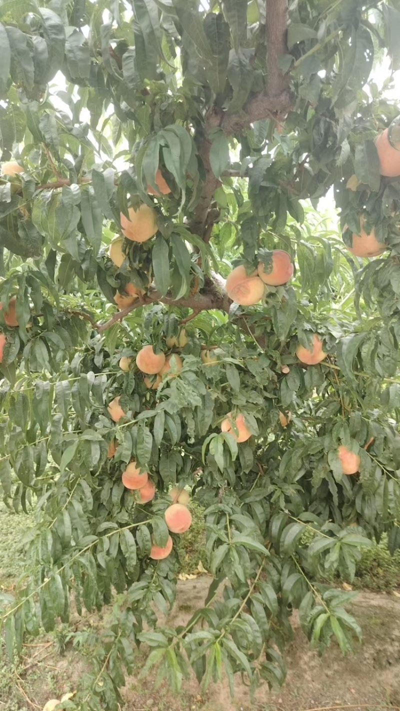 山西运城早红不软大量上市中，一手货源视频看货全国发货