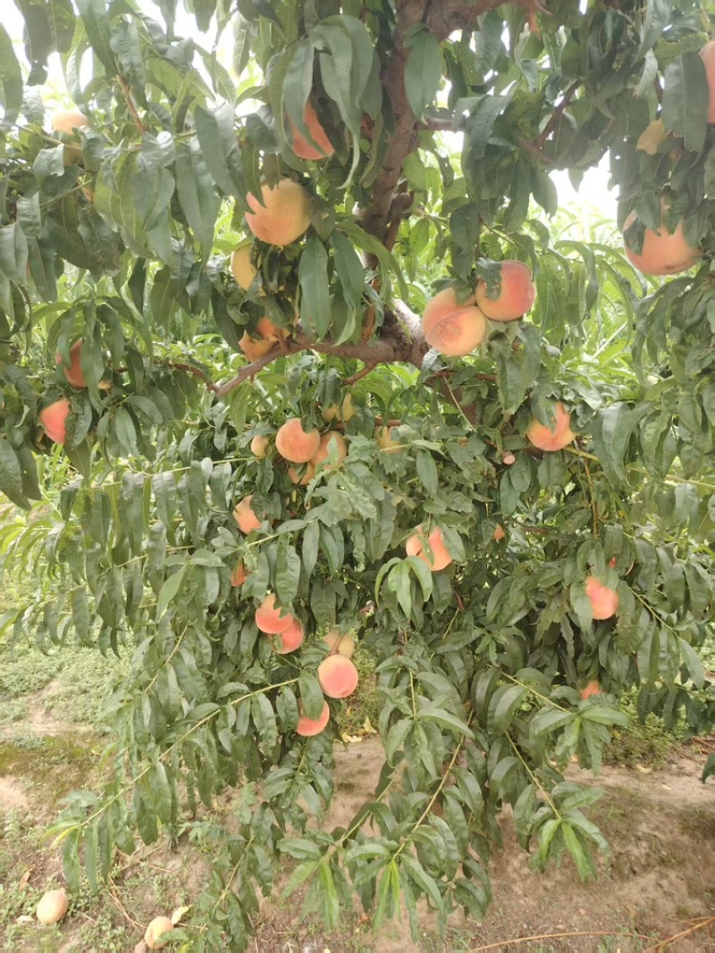 山西运城早红不软大量上市中，一手货源视频看货全国发货