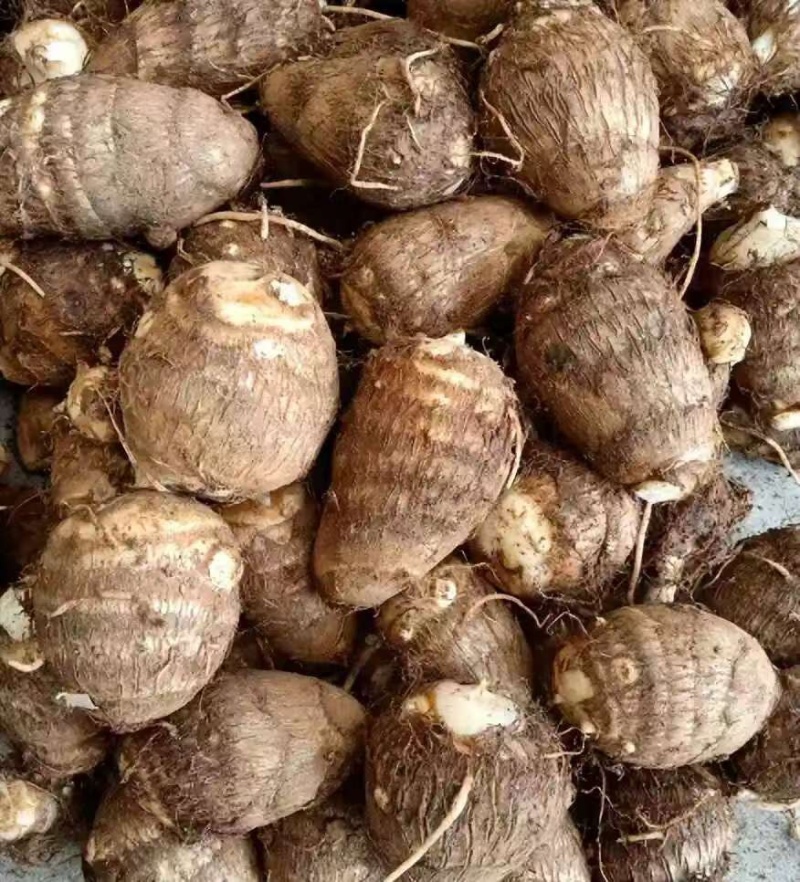 豆包芋头软糯香甜，基地直销，质量保证