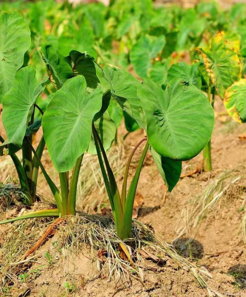 豆包芋头软糯香甜，基地直销，质量保证
