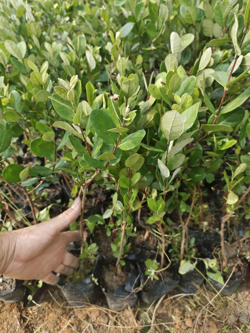 菲油果苗