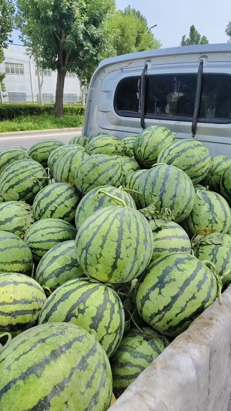 北京大兴西瓜麒麟美都西瓜百亩上市，精品成熟度高，口感脆甜