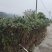 菲油果苗