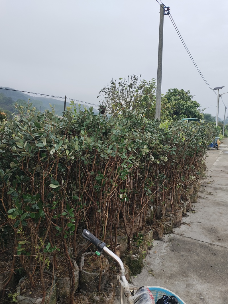 菲油果苗