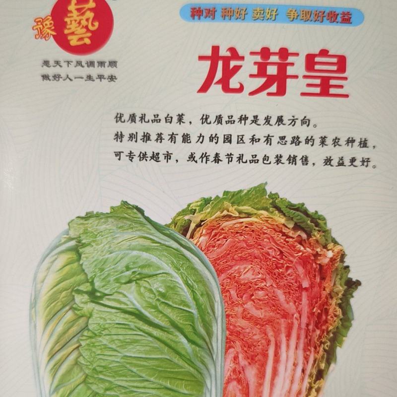 龙芽皇白菜种子桔红心白菜种子特色优质白菜种子秋季大白菜种