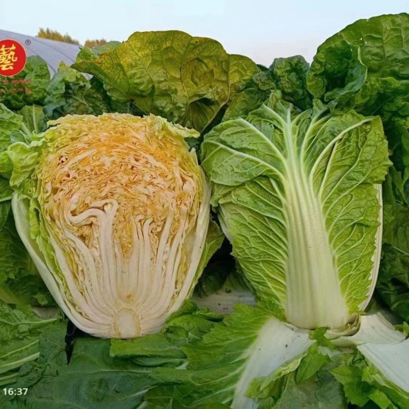 龙芽皇白菜种子桔红心白菜种子特色优质白菜种子秋季大白菜种