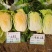 龙芽皇白菜种子桔红心白菜种子特色优质白菜种子秋季大白菜种