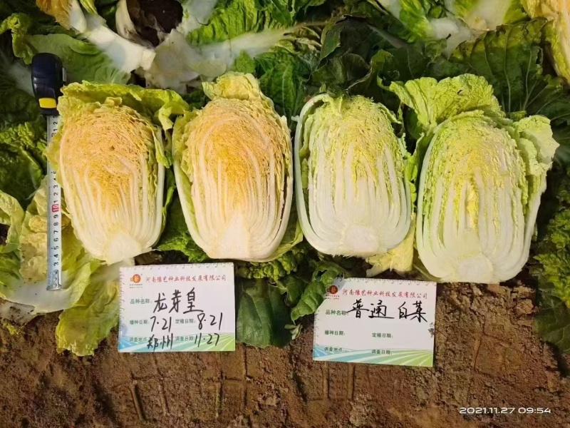 龙芽皇白菜种子桔红心白菜种子特色优质白菜种子秋季大白菜种