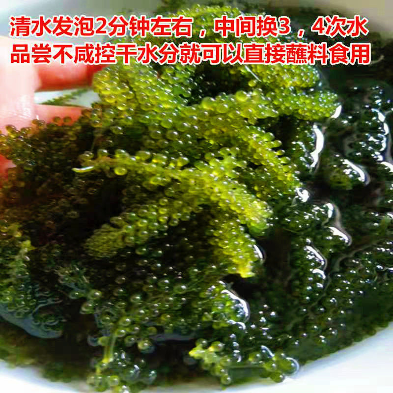 儿童海葡萄新鲜即食绿色鱼子酱长寿菜零食海带海藻100g