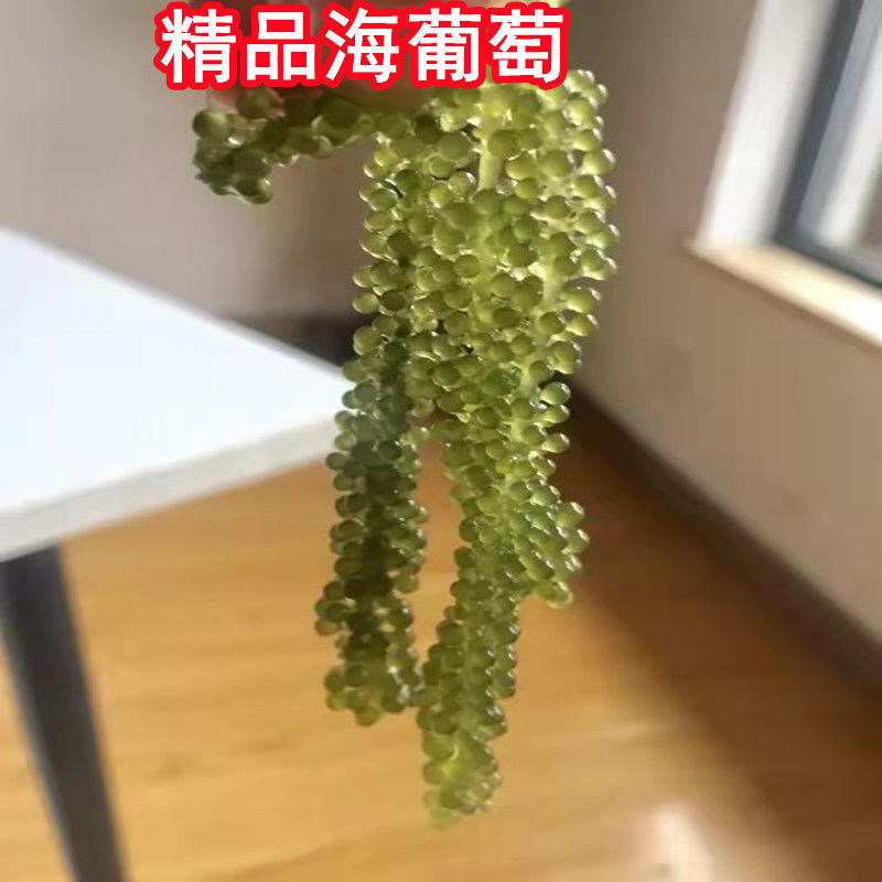 儿童海葡萄新鲜即食绿色鱼子酱长寿菜零食海带海藻100g