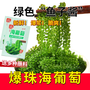 儿童海葡萄新鲜即食绿色鱼子酱长寿菜零食海带海藻100g