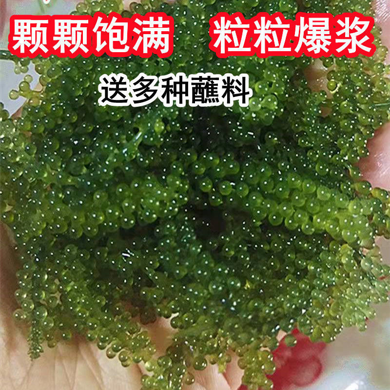 儿童海葡萄新鲜即食绿色鱼子酱长寿菜零食海带海藻100g