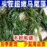 新鲜盐渍马尾藻长寿菜龙须菜鞭炮笋羊栖菜碱性海藻火锅食材批发