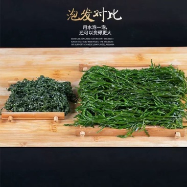 新鲜盐渍马尾藻长寿菜龙须菜鞭炮笋羊栖菜碱性海藻火锅食材批发