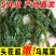 新鲜盐渍马尾藻长寿菜龙须菜鞭炮笋羊栖菜碱性海藻火锅食材批发