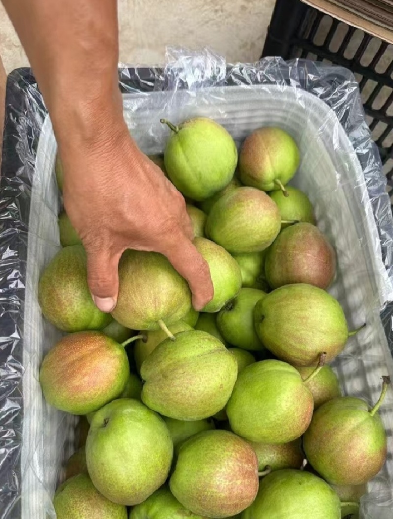 新梨七号酥梨脆甜可口现货供应欢迎采购