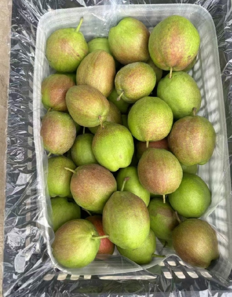 新梨七号酥梨脆甜可口现货供应欢迎采购