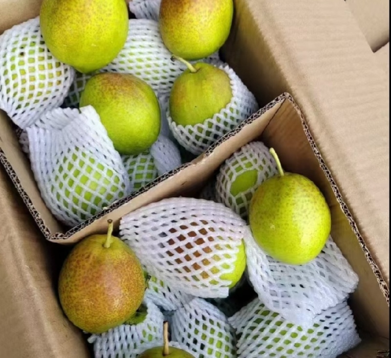 新梨七号酥梨脆甜可口现货供应欢迎采购