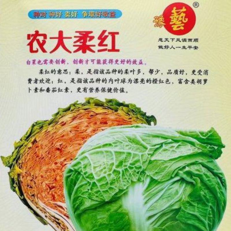 豫艺农大柔红白菜种子富含胡萝卜素和蕃茄红素高品质白菜种子