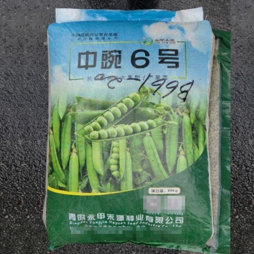中豌6号豌豆种子中豌9号矮杆高产甜脆青碗豆耐寒春秋冬季蔬