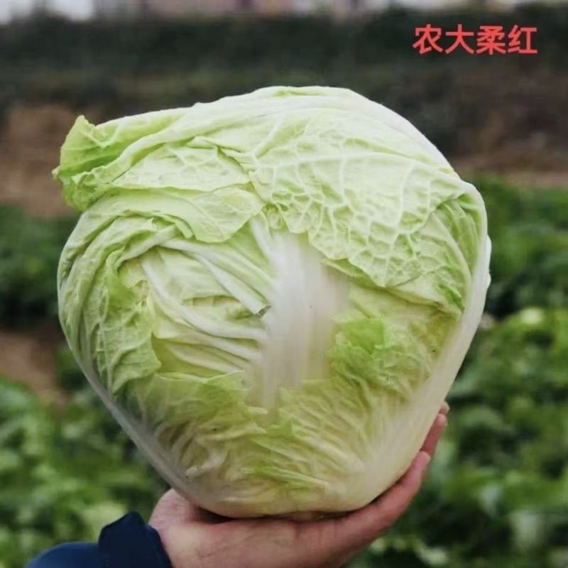 豫艺农大柔红白菜种子富含胡萝卜素和蕃茄红素高品质白菜种子