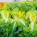 豫艺农大柔红白菜种子富含胡萝卜素和蕃茄红素高品质白菜种子