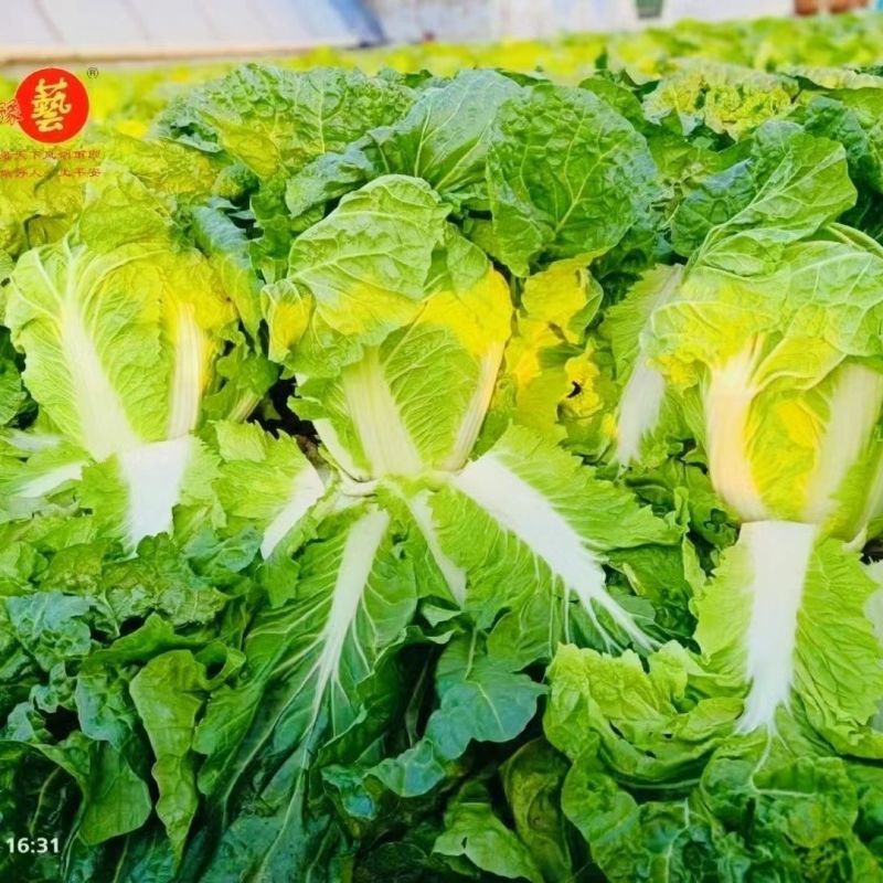 豫艺农大柔红白菜种子富含胡萝卜素和蕃茄红素高品质白菜种子