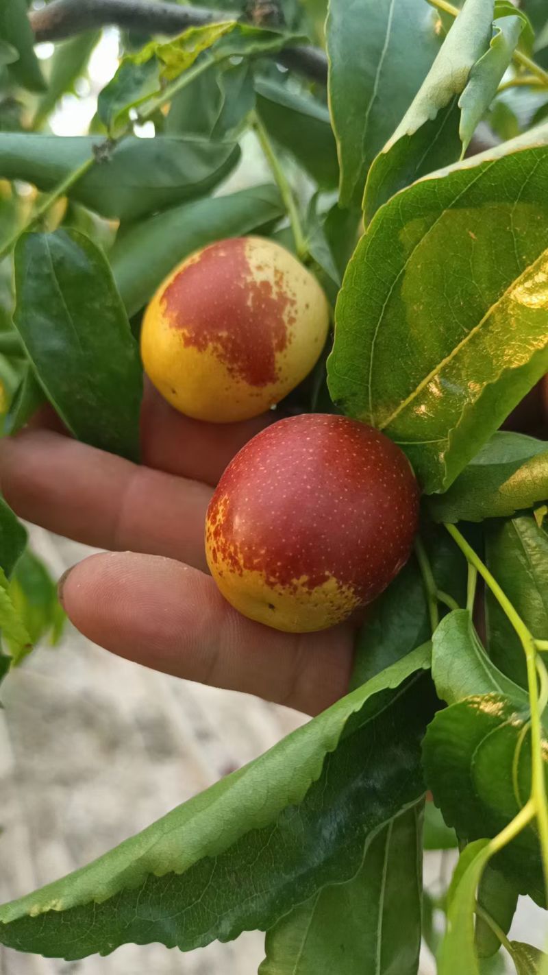 （精选）大荔冬枣陕西产区直发保质保量供货对接全国