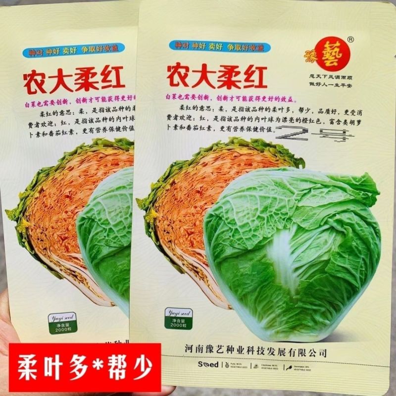 豫艺农大柔红白菜种子富含胡萝卜素和蕃茄红素高品质白菜种子