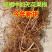 野生无花果根须树根中药材威海特产野生无花果纯根干货