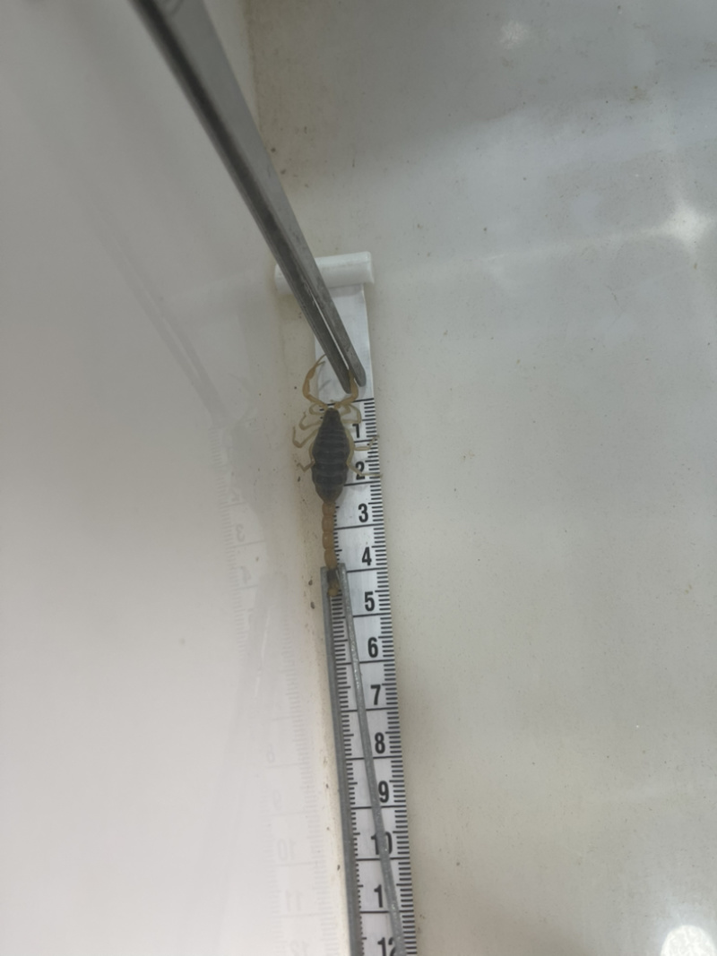 5龄蝎子，6龄蝎子
