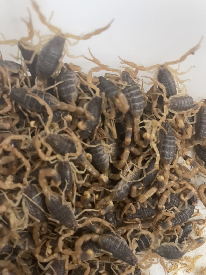 5龄蝎子，6龄蝎子