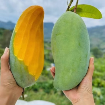 广西百色芒果