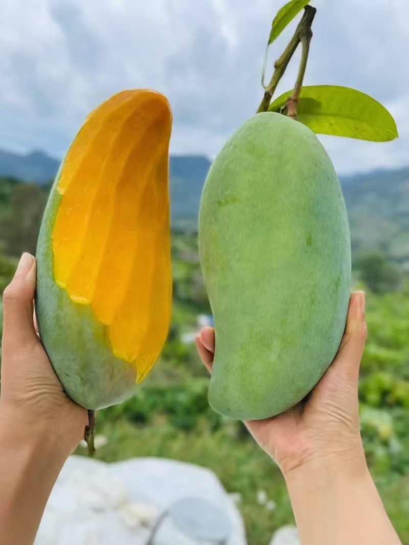 广西百色芒果