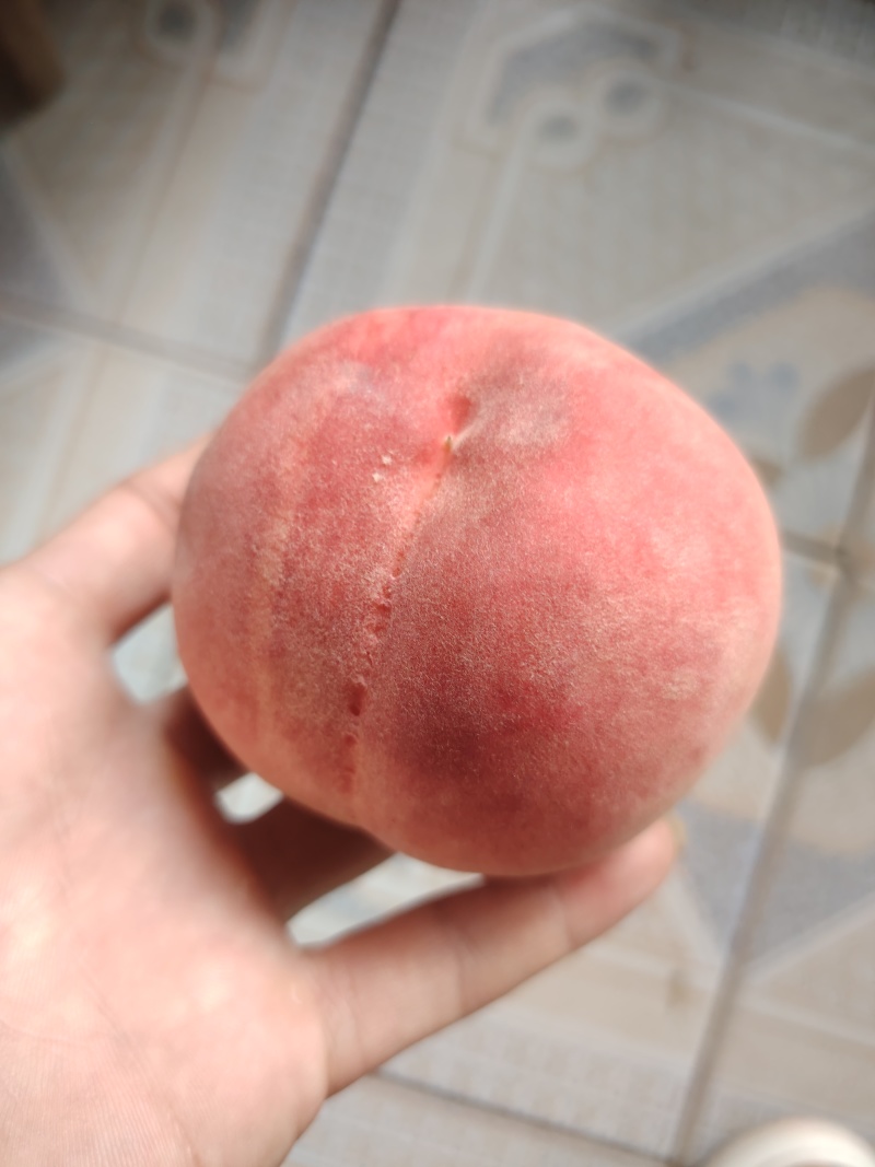 运城平陆红不软脆桃