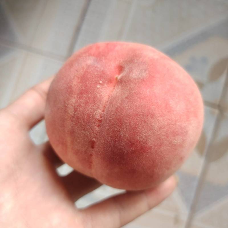 运城平陆红不软脆桃