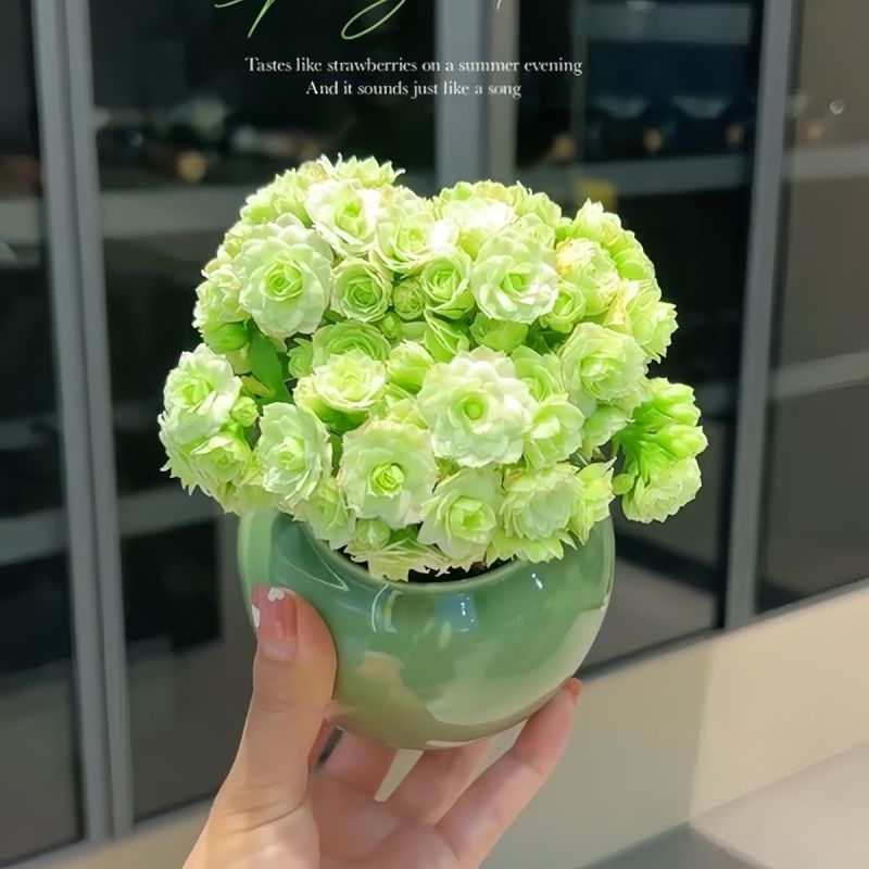 大花绿巴黎长寿花重瓣多肉植物办公室阳台客厅绿植花卉小盆栽好养