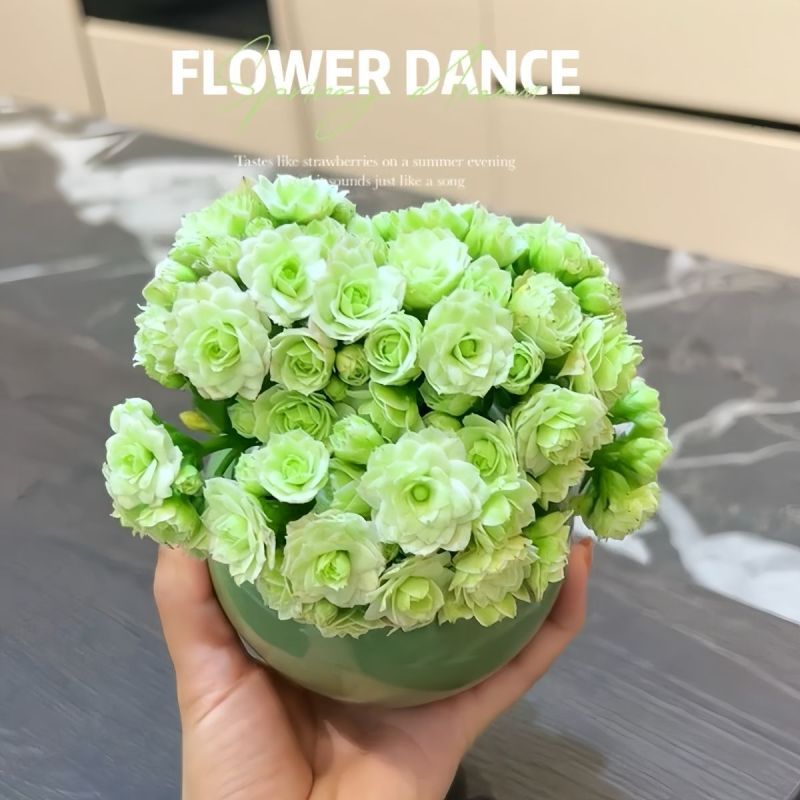 大花绿巴黎长寿花重瓣多肉植物办公室阳台客厅绿植花卉小盆栽好养