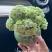 大花绿巴黎长寿花重瓣多肉植物办公室阳台客厅绿植花卉小盆栽好养