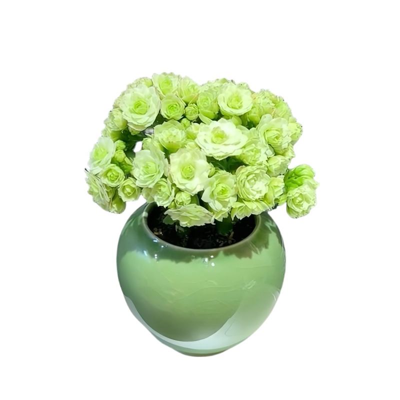 大花绿巴黎长寿花重瓣多肉植物办公室阳台客厅绿植花卉小盆栽好养