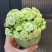 大花绿巴黎长寿花重瓣多肉植物办公室阳台客厅绿植花卉小盆栽好养