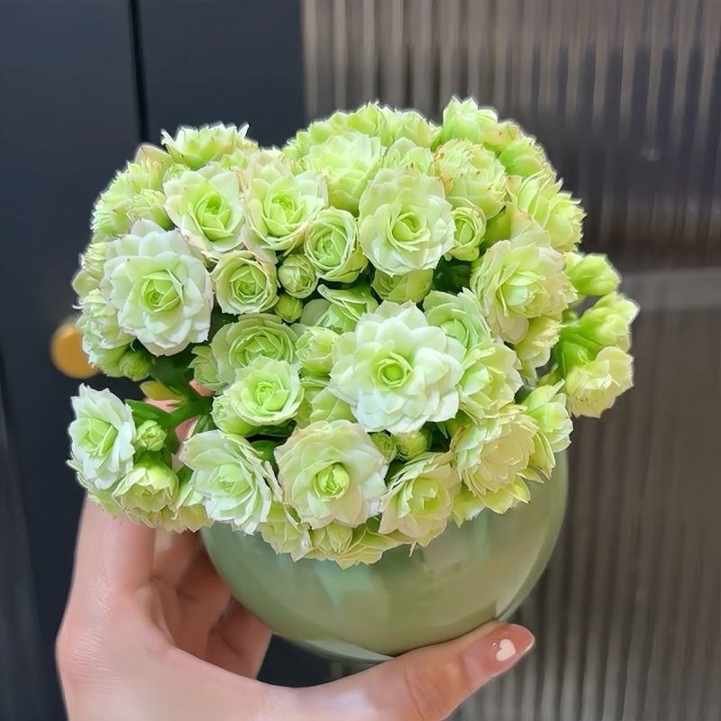 大花绿巴黎长寿花重瓣多肉植物办公室阳台客厅绿植花卉小盆栽好养