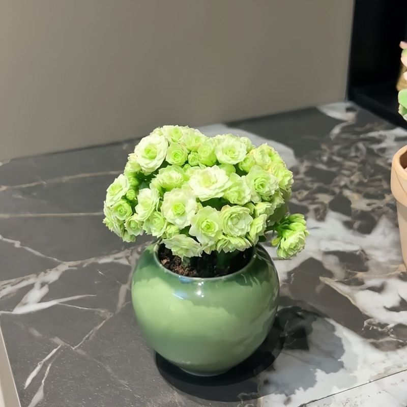 大花绿巴黎长寿花重瓣多肉植物办公室阳台客厅绿植花卉小盆栽好养