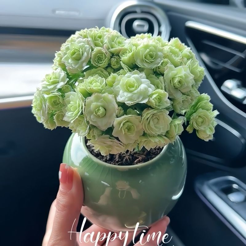 大花绿巴黎长寿花重瓣多肉植物办公室阳台客厅绿植花卉小盆栽好养