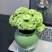 大花绿巴黎长寿花重瓣多肉植物办公室阳台客厅绿植花卉小盆栽好养
