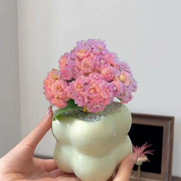 海天霞长寿花多肉植物粉色开花植物客厅阳台盆栽绿植花卉新手好养