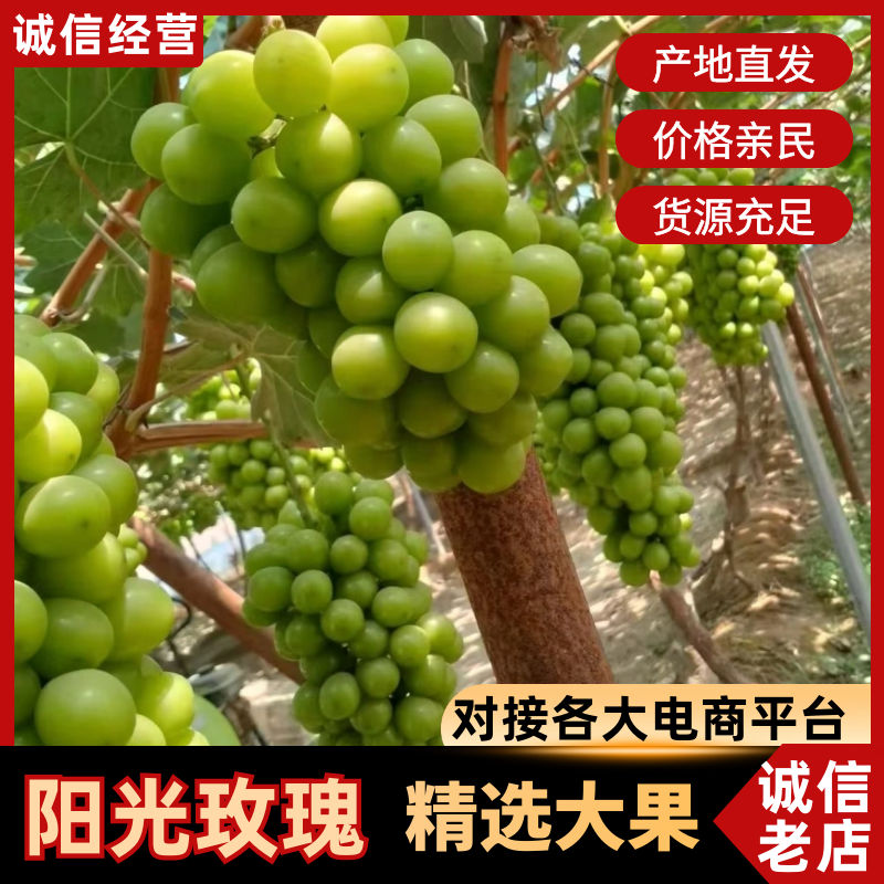 底糖17了，老板们可以动手了，联系我视频看园子，阳光玫瑰