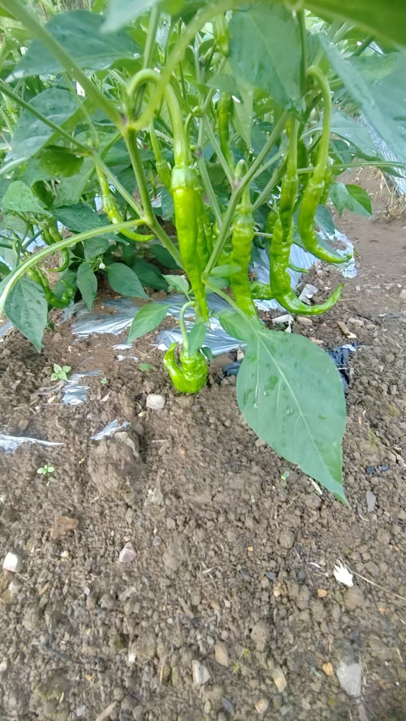 贵州辣椒大量上市，可供商超，批发市场